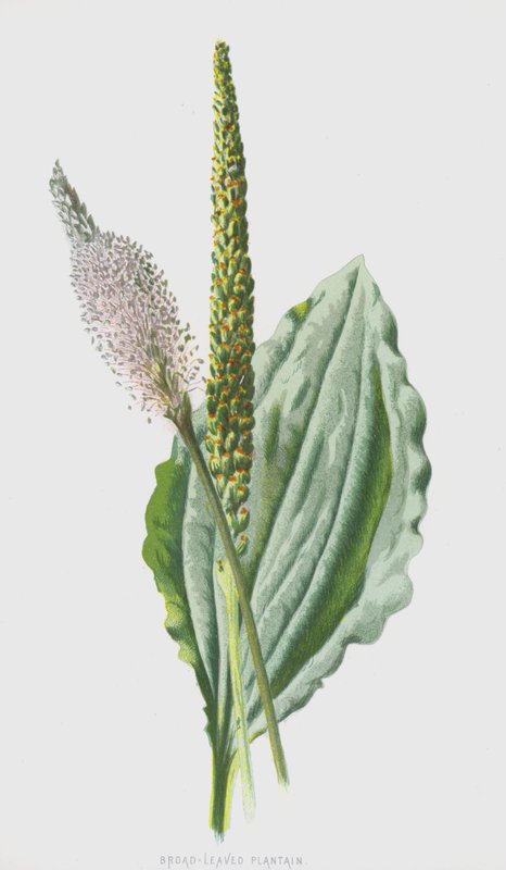 Babka szerokolistna (chromolitho) autorstwa Frederick Edward Hulme