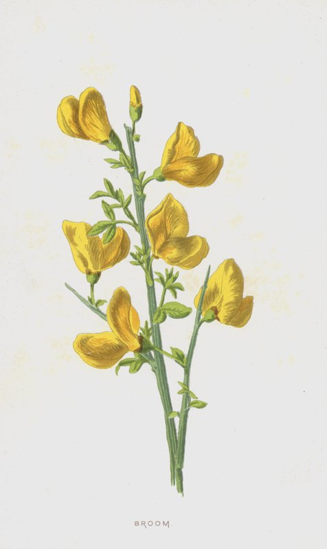 Miotła (chromolitho) autorstwa Frederick Edward Hulme