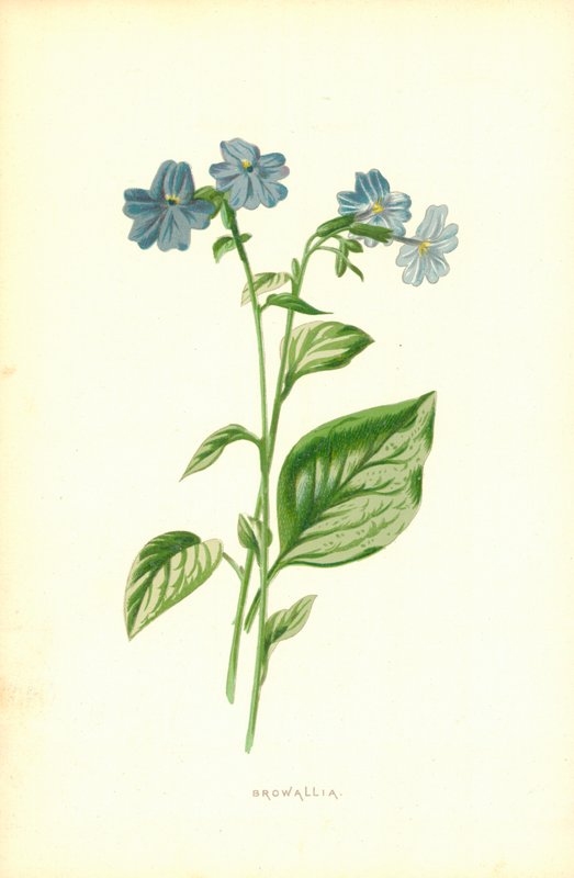 Browallia autorstwa Frederick Edward Hulme