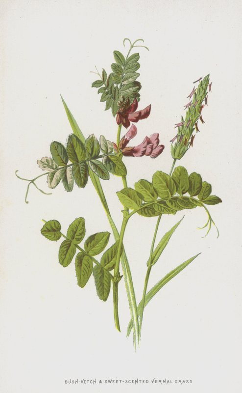 Bush-wyka i słodko pachnąca wiosenna trawa (chromolitho) autorstwa Frederick Edward Hulme