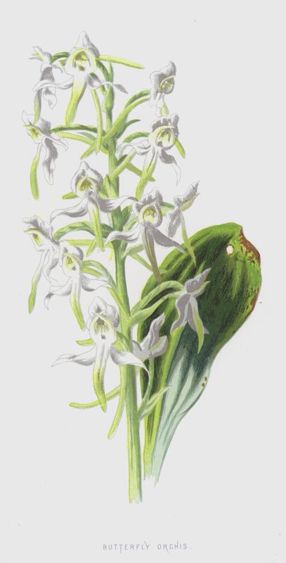 Storczyk motylkowy (chromolitho) autorstwa Frederick Edward Hulme