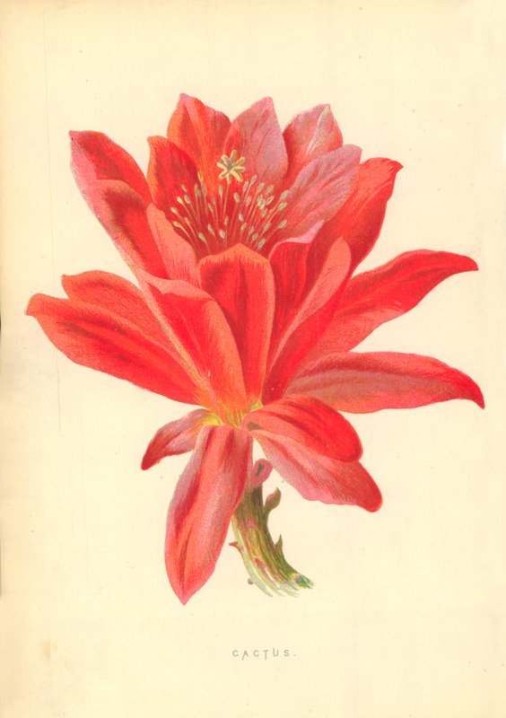 Kaktus autorstwa Frederick Edward Hulme