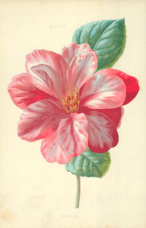 Camellia autorstwa Frederick Edward Hulme