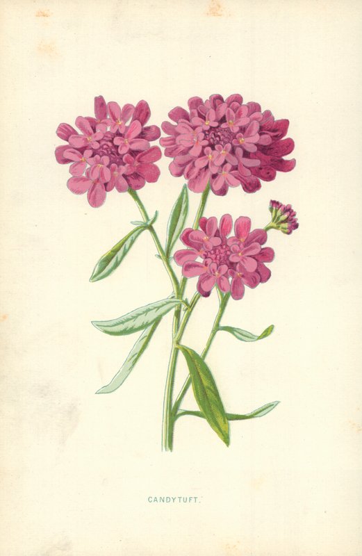 Candytuft autorstwa Frederick Edward Hulme