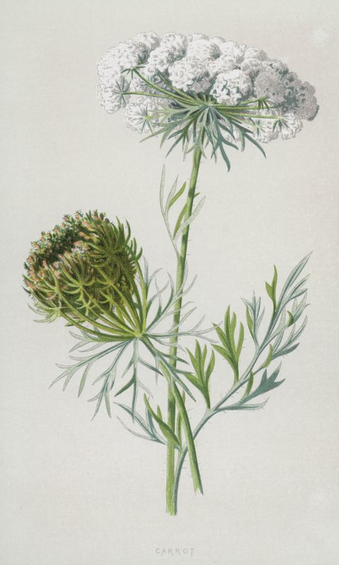 Marchewka (chromolitho) autorstwa Frederick Edward Hulme
