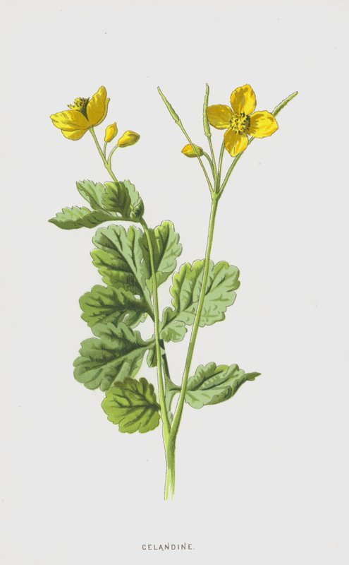 Glistnik (chromolitho) autorstwa Frederick Edward Hulme