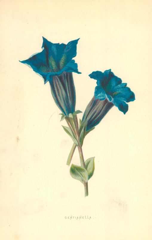 Centianella autorstwa Frederick Edward Hulme