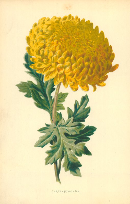 Chryzantema autorstwa Frederick Edward Hulme
