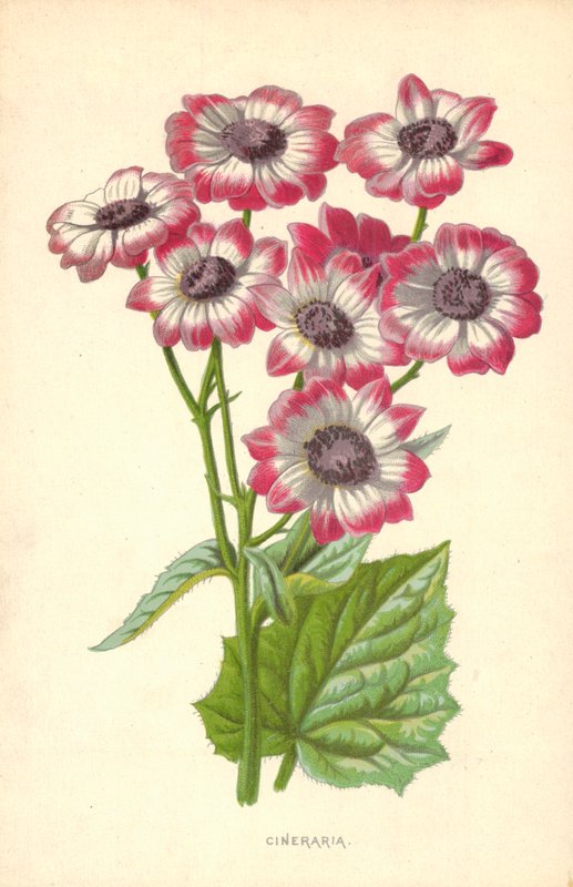 Cyneraria autorstwa Frederick Edward Hulme