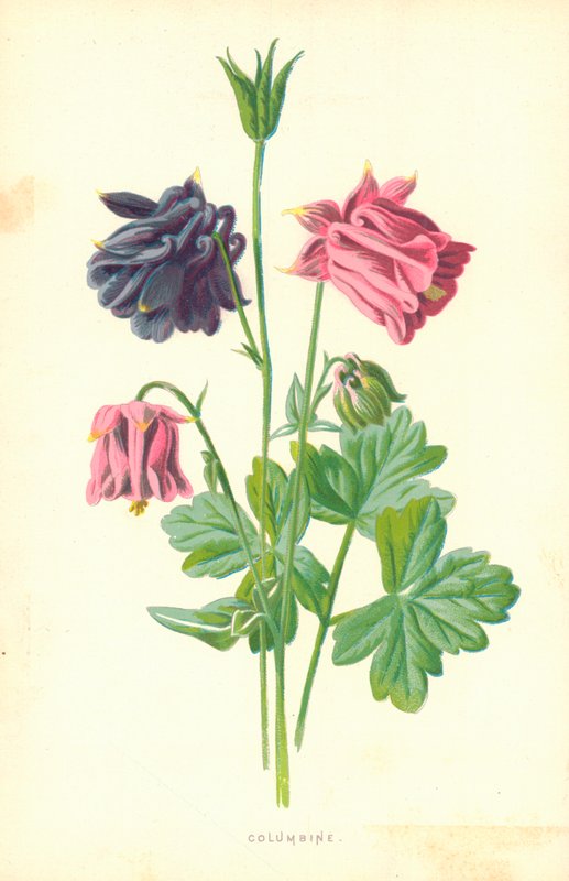 Orlik autorstwa Frederick Edward Hulme