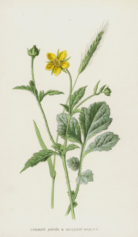 Avens i Meadow-Jęczmień (chromolitho) autorstwa Frederick Edward Hulme
