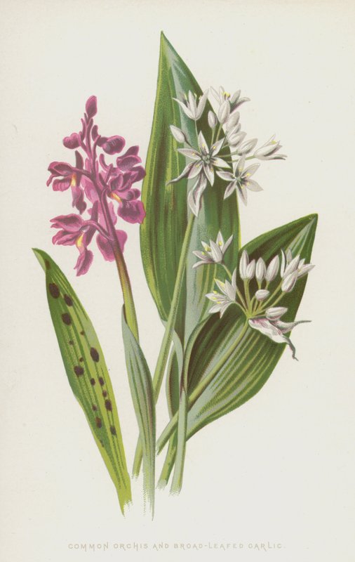 Czosnek storczykowy i szerokolistny (chromolitho) autorstwa Frederick Edward Hulme