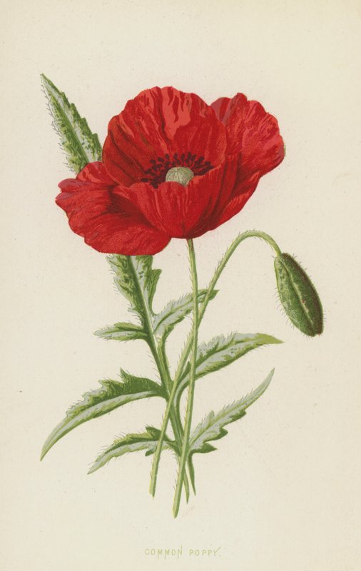 Mak zwyczajny (chromolitho) autorstwa Frederick Edward Hulme