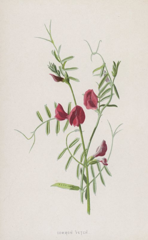 Wyka zwyczajna (chromolitho) autorstwa Frederick Edward Hulme