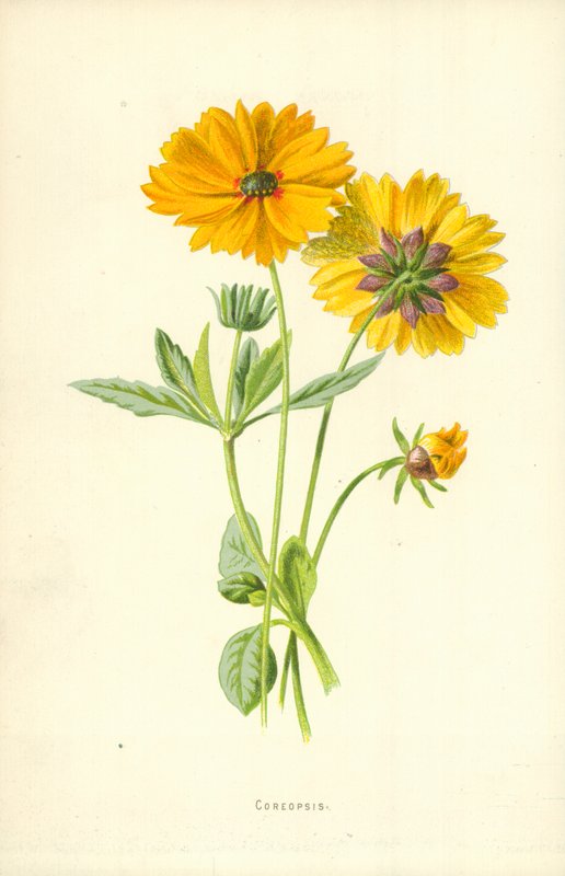 Coreopsis autorstwa Frederick Edward Hulme