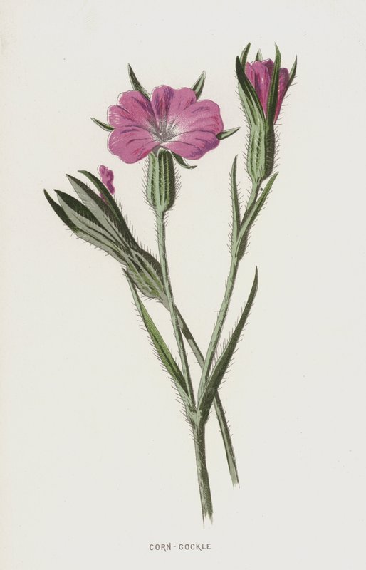 Kukurydziany (chromolitho) autorstwa Frederick Edward Hulme