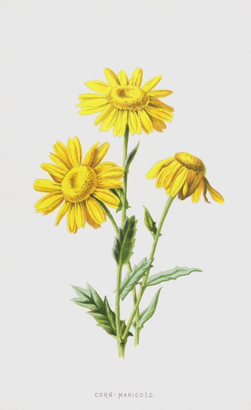 Nagietek kukurydziany (chromolitho) autorstwa Frederick Edward Hulme