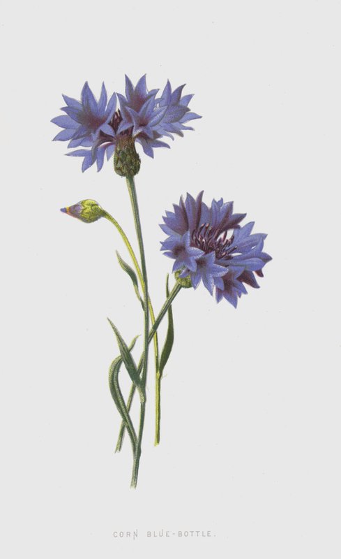 Kukurydza Blue-Butelka (chromolitho) autorstwa Frederick Edward Hulme