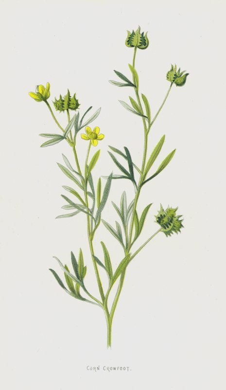 Crowfoot (chromolitho) autorstwa Frederick Edward Hulme