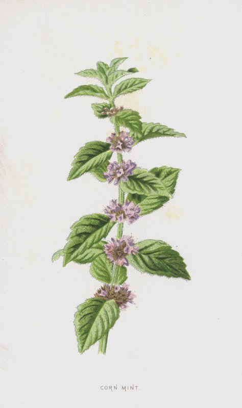 Mięta Kukurydziana (chromolitho) autorstwa Frederick Edward Hulme
