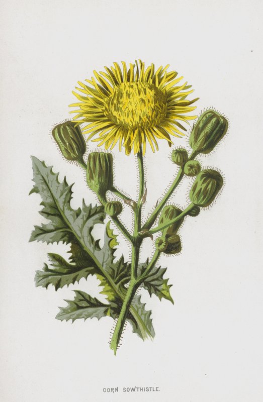 Ostrze kukurydziane (chromolitho) autorstwa Frederick Edward Hulme