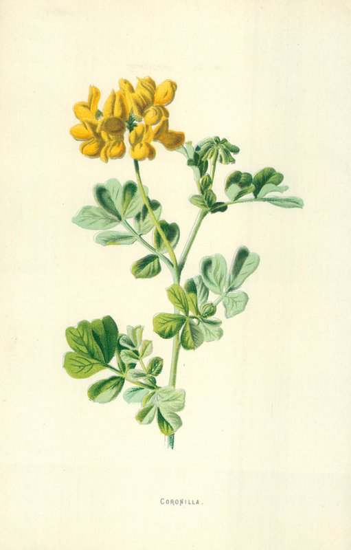 Coronilla autorstwa Frederick Edward Hulme