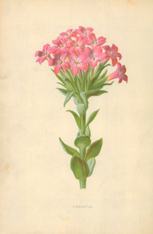 Grubosz autorstwa Frederick Edward Hulme