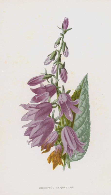 Dzwonek pełzający (chromolitho) autorstwa Frederick Edward Hulme