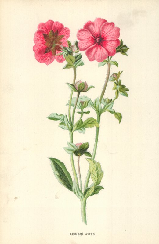Karmazynowe Avens autorstwa Frederick Edward Hulme