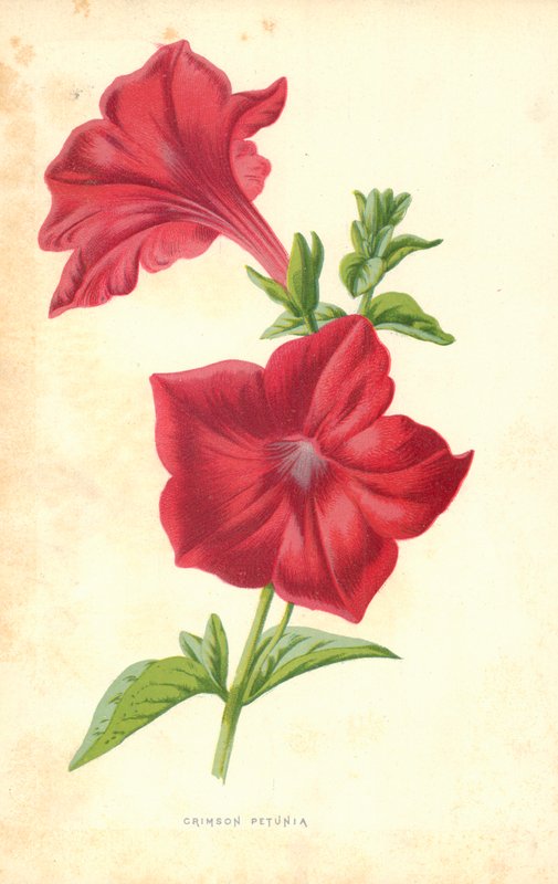 Karmazynowa Petunia autorstwa Frederick Edward Hulme