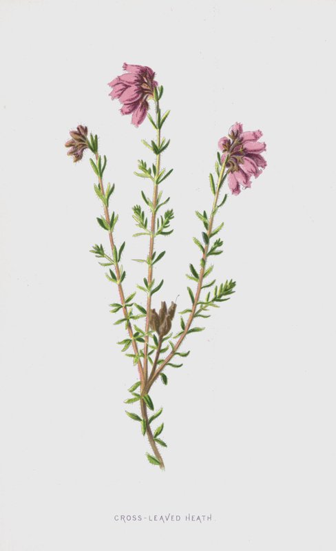 Wrzosiec liściasty (chromolitho) autorstwa Frederick Edward Hulme
