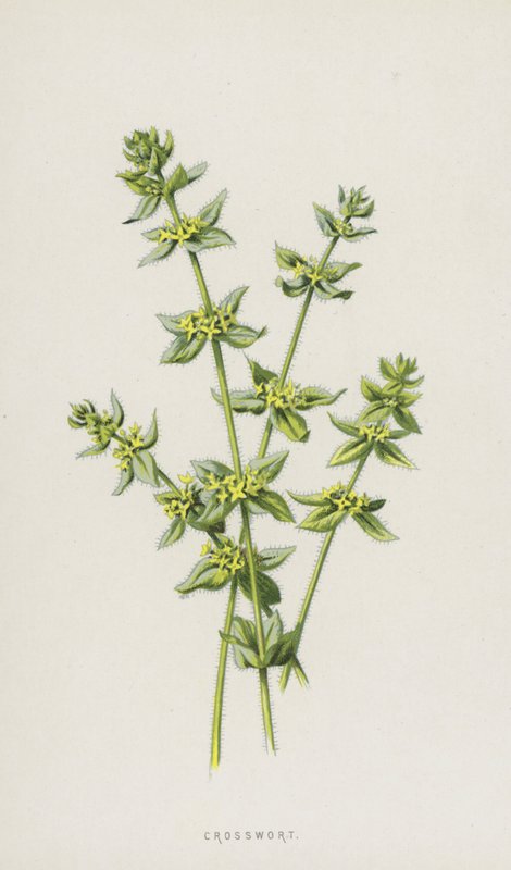Krzyżówka (chromolitho) autorstwa Frederick Edward Hulme