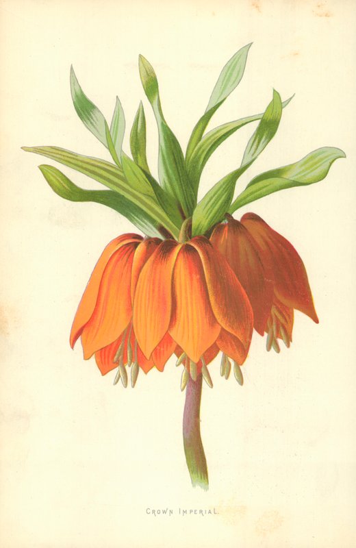 Korona Imperialna autorstwa Frederick Edward Hulme