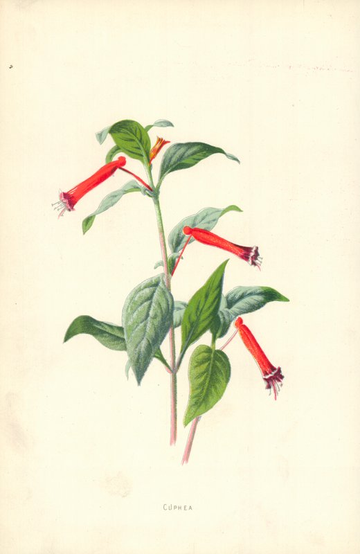 Cuphea autorstwa Frederick Edward Hulme