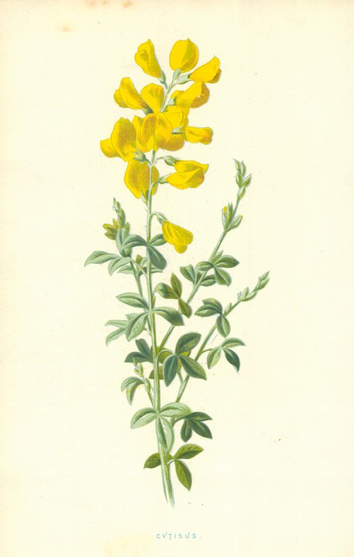 Cytisus autorstwa Frederick Edward Hulme