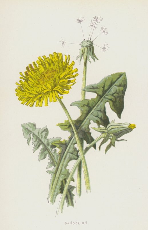 Mniszek lekarski (chromolitho) autorstwa Frederick Edward Hulme