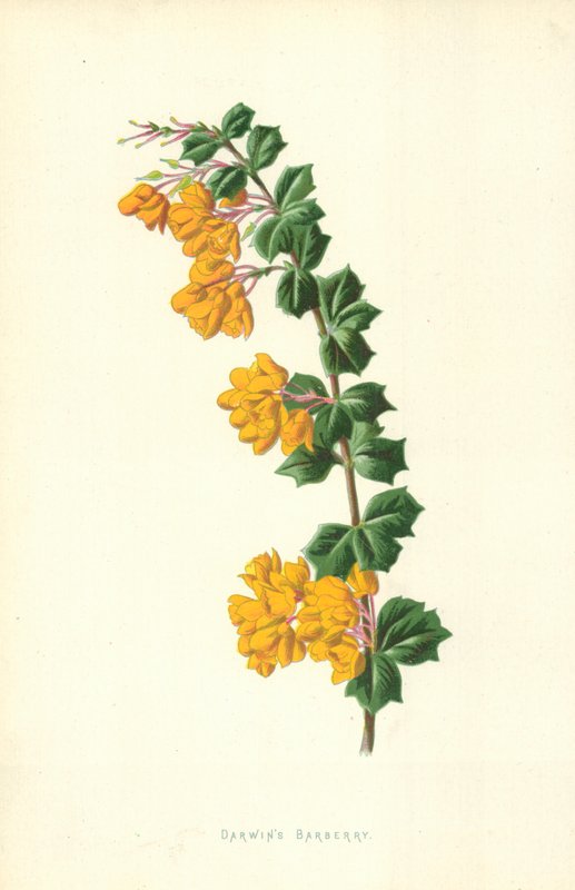Berberys Darwina autorstwa Frederick Edward Hulme
