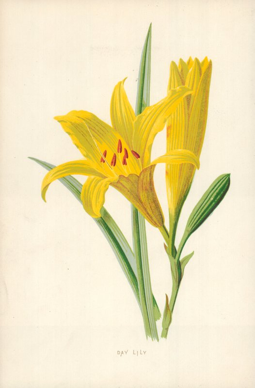 Lilia dzienna autorstwa Frederick Edward Hulme