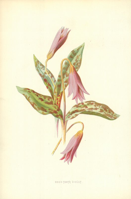 Fiołek Psiego Zęba autorstwa Frederick Edward Hulme
