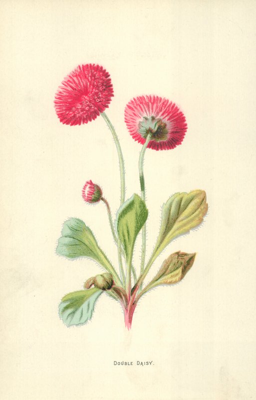 Podwójna stokrotka autorstwa Frederick Edward Hulme