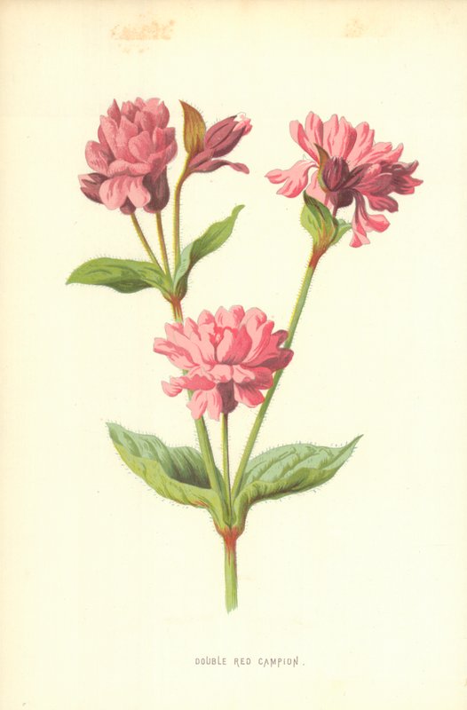 Podwójny Czerwony Campion autorstwa Frederick Edward Hulme
