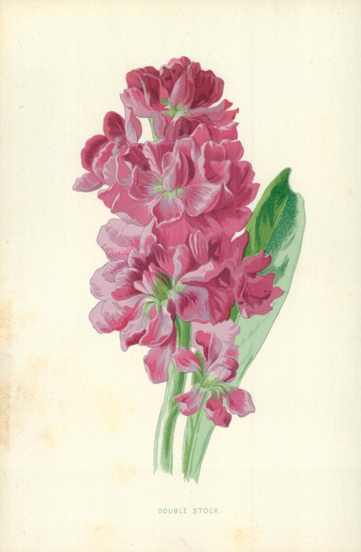 Podwójne zdjęcie autorstwa Frederick Edward Hulme
