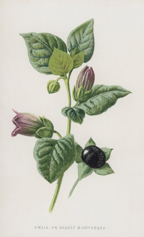 Dwale lub Deadly Nightshade (chromolitho) autorstwa Frederick Edward Hulme