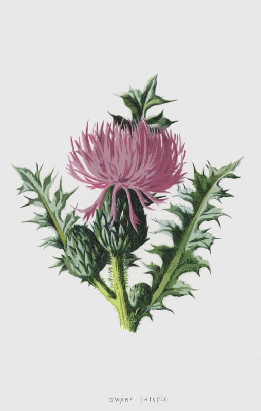 Oset karłowaty (chromolitho) autorstwa Frederick Edward Hulme