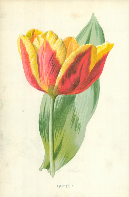 Wczesny tulipan autorstwa Frederick Edward Hulme