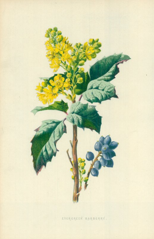 Evergreen Barberrypoli autorstwa Frederick Edward Hulme