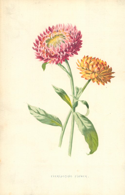 Wieczny Kwiat autorstwa Frederick Edward Hulme