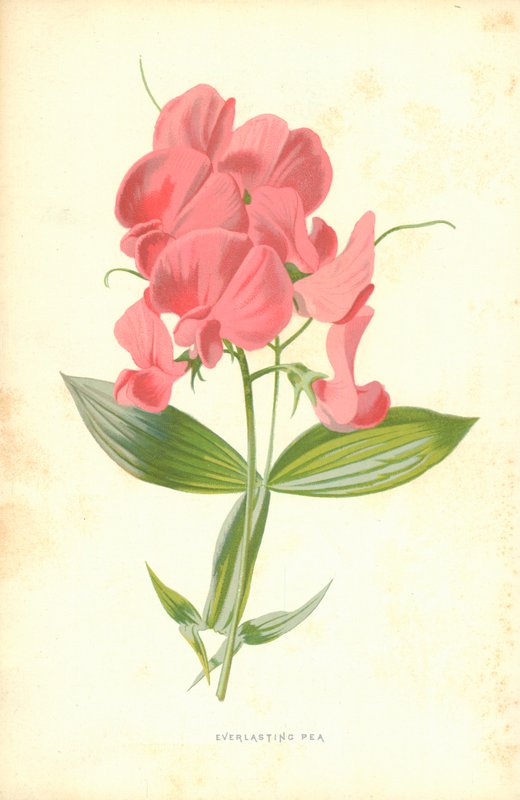 Wieczny groch autorstwa Frederick Edward Hulme