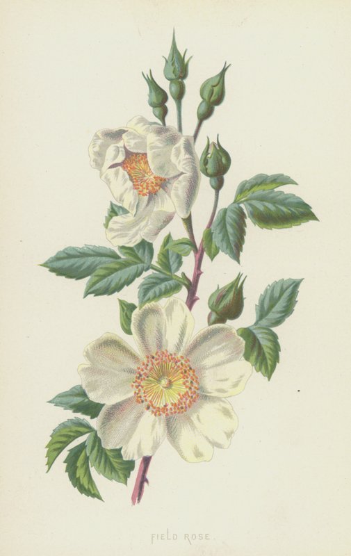 Róża polna (chromolitho) autorstwa Frederick Edward Hulme
