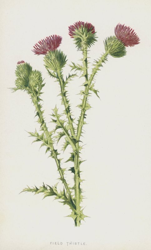 Oset polny (chromolitho) autorstwa Frederick Edward Hulme
